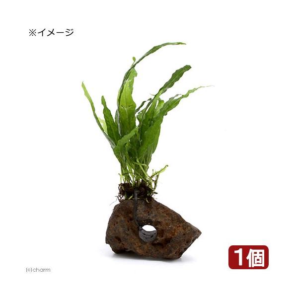 ij~N\E@vevXD\tg[tiC{CXjt@n΁iPj