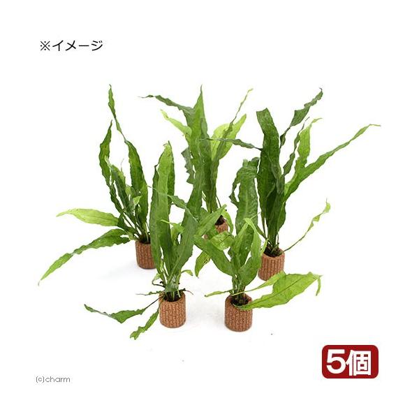 ijCt}`ij~N\ED@\tg[tiC{CXjiTj