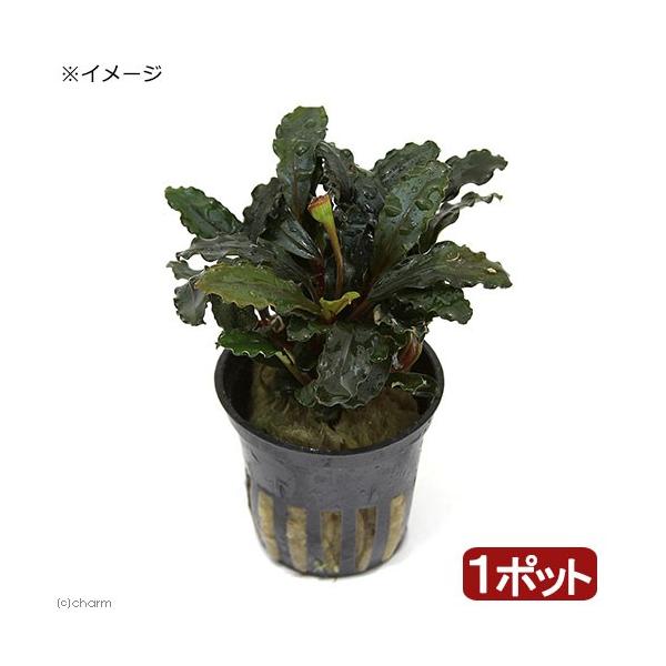 PF_SPQ　熱帯魚　_aqua　水草　クリプトとその近縁　ワイルド便／sｐ　all_plants水草　wp_kywrd　ブセファランドラ　sｐ．　ＲＳ　ブケファランドラ　ブセ　レッド　レア種　20181122　トロピカ　トロピカ社　tro...