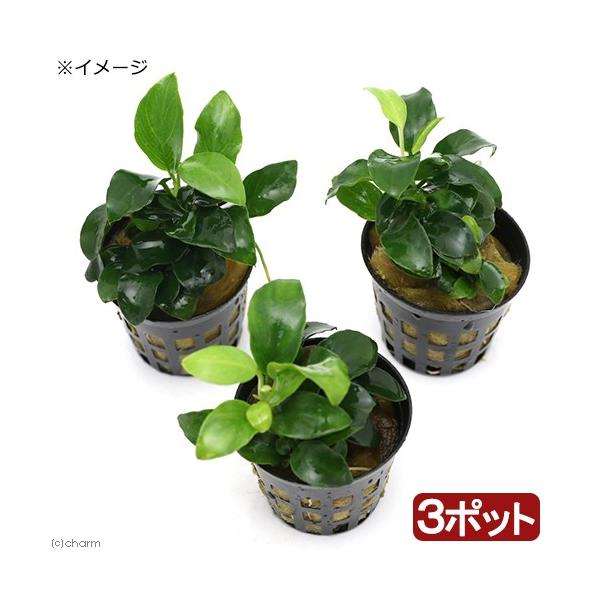 ijAkrAXii@v`itjiR|bgj