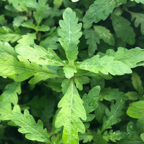 PF_SPQ　熱帯魚　エビ他　水草　アクア　アクアリウム　レイアウト　後景　ハイグロ　ハイグロフィラ　ピンナティ　ピンナティフィダ　ウッタラカンナダ　UK　インド便　all_plants　各種　20230310　YH　2023zenki　y...