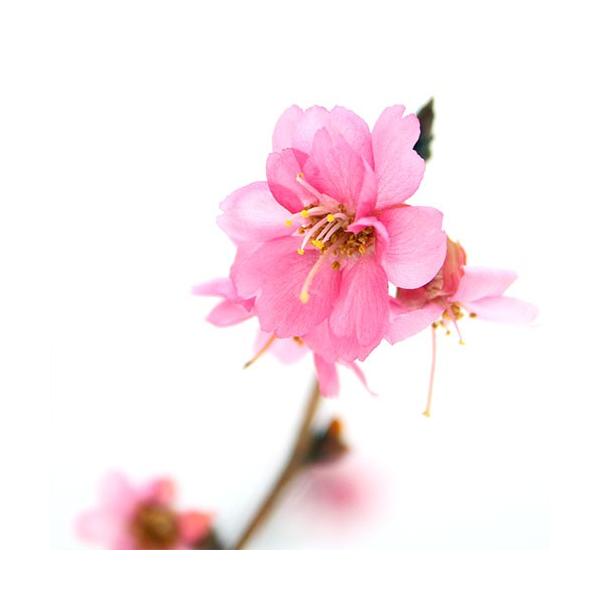 （山野草）盆栽　サクラ（桜）　エレガンスみゆき　４〜５号　（１ポット）（休眠株）