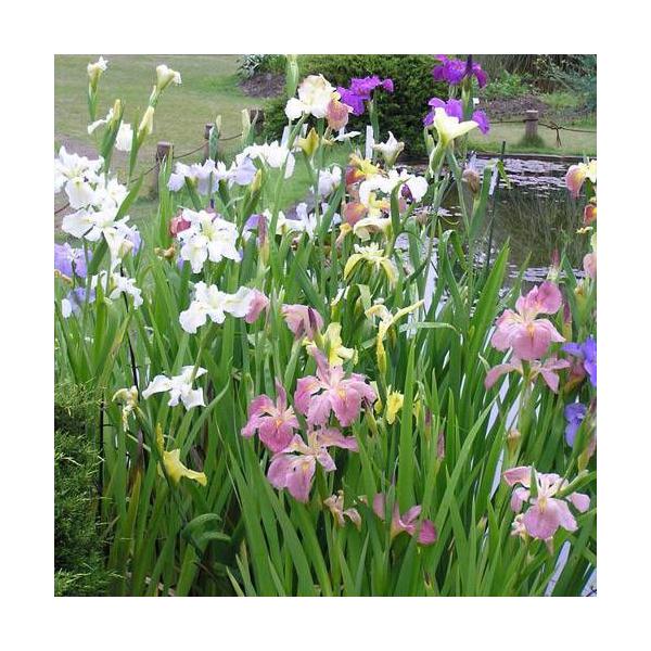 金魚・メダカ　_aqua　_gardening　水辺植物　水生植物　ガーデニング　その他水辺植物　all_plants　水辺0328　水辺植物2012　育て方　育成方法　栽培方法　Ｉｒｉｓ　Ｌｏｕｉｓｉａｎａ　ルイジアナアイリス　花菖蒲　ハ...