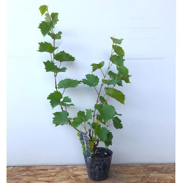 _gardening　ガーデニング　山野草　ヤマブドウ　山葡萄　果実　植物　植物生体　ガーデニング生体　秋の味覚　果樹　育て方　育成方法　栽培方法　Ｖｉｔｉｓ　ｃｏｉｇｎｅｔｉａｅ　エビカズラ　ブドウ科　ブドウ属　葡萄　ぶどう　202002...