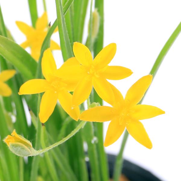 _gardening　ガーデニング　花　苗　アッツザクラ　Ｒｈｏｄｏｈｙｐｏｘｉｓ　ｂａｕｒｉｉ　ロードヒポキシス　アッツ桜　helseig87　育て方　育成方法　栽培方法　bnr_hrgmgr　黄色　黄　コキンバイザサ科　ロードヒポキシス...