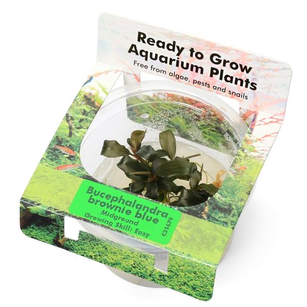 陰性水草-ブセファランドラ各種展示/販売ページ 水上栽培で育成中の水草のみ◎ ブセファランドラを放置して増やす【1号機】 - YouTube