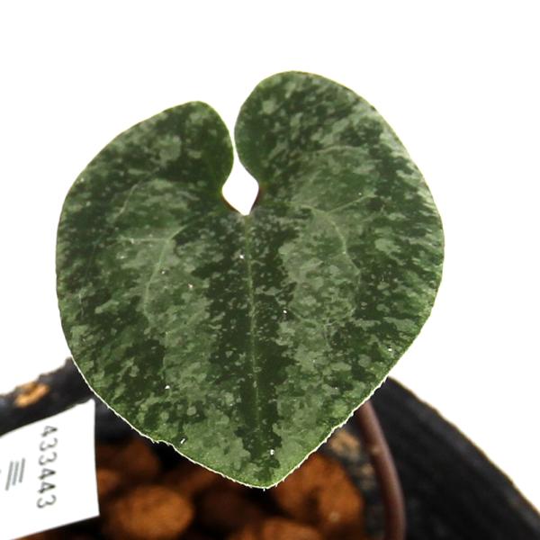 kotenplant　_gardening　育て方　育成方法　栽培方法　古典園芸　園芸　ガーデニング　山野草　盆栽　多年草　品種　種類　花　花苗　サイシン　細辛　カンアオイ　寒葵　アオイ　葵　ウマノスズクサ科　カンアオイ属　Ａｓａｒｕｍ　ａ...