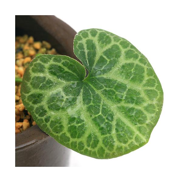 kotenplant　_gardening　育て方　育成方法　栽培方法　古典園芸　園芸　ガーデニング　山野草　盆栽　多年草　品種　種類　花　花苗　サイシン　細辛　カンアオイ　寒葵　アオイ　葵　ウマノスズクサ科　カンアオイ属　Asarum　Ｈ...