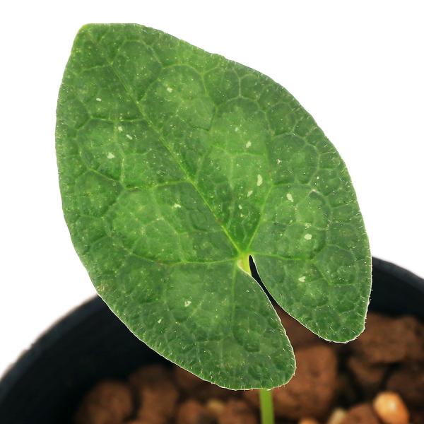 kotenplant　_gardening　育て方　育成方法　栽培方法　古典園芸　園芸　ガーデニング　山野草　盆栽　多年草　品種　種類　花　花苗　サイシン　細辛　カンアオイ　寒葵　アオイ　葵　ウマノスズクサ科　カンアオイ属　Ａｓａｒｕｍ　Ｈ...