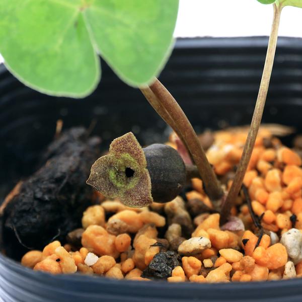 kotenplant　_gardening　sannyasou_2014　20150322　NT　gar_sanya1502　育て方　育成方法　栽培方法　古典園芸　園芸　ガーデニング　山野草　盆栽　多年草　品種　種類　花　花苗　サイシン　細...