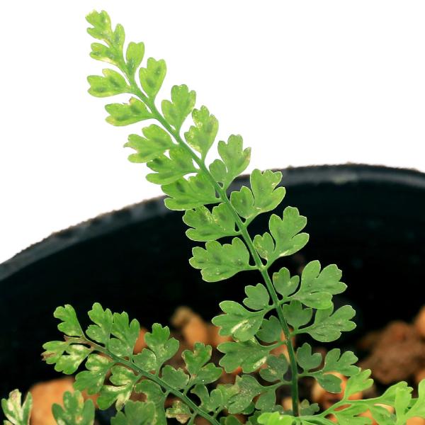 _gardening　観葉植物　園芸　ガーデニング　ビバリウム　テラリウム　パルダリウム　シダ　育て方　育成方法　栽培方法　草花盆栽　和盆栽　多年性　多年草　羊歯植物　シダ植物　チャセンシダ科　Aspleniaceae　チャセンシダ属　Ａｓ...