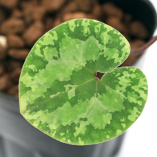 kotenplant　_gardening　育て方　育成方法　栽培方法　古典園芸　園芸　ガーデニング　山野草　盆栽　多年草　品種　種類　花　花苗　サイシン　細辛　カンアオイ　寒葵　アオイ　葵　ウマノスズクサ科　カンアオイ属　ヒメカンアオイ系...