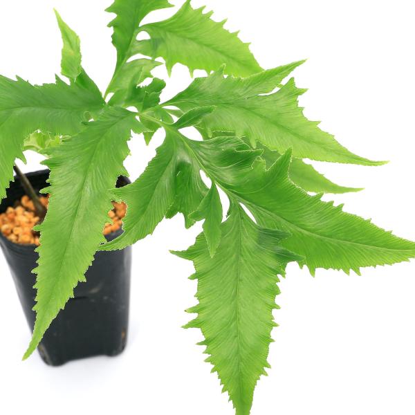 _gardening　観葉植物　園芸　ガーデニング　ビバリウム　テラリウム　パルダリウム　育て方　育成方法　栽培方法　草花盆栽　和盆栽　多年性　多年草　羊歯植物　シダ植物　シダ　ゼンマイ　薇　品種　種類　ホウライシダ科　Ａｄｉａｎｔｕｍ　イ...