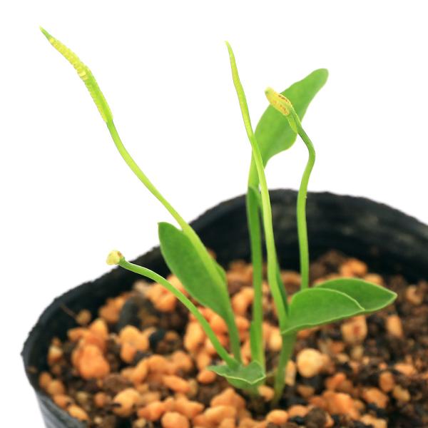 _gardening　観葉植物　園芸　ガーデニング　ビバリウム　テラリウム　パルダリウム　シダ　育て方　育成方法　栽培方法　草花盆栽　和盆栽　多年性　多年草　羊歯植物　シダ植物　Ｏｐｈｉｏｇｌｏｓｓｕｍ　ｐｅｔｉｏｌａｔｕｍ　2023070...