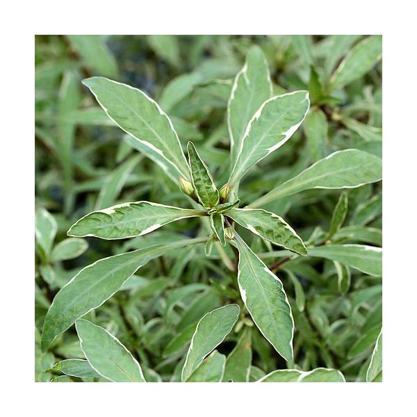 PF_SPQ　_aqua　熱帯魚　Ludwigia　水草　後景草　赤い　all_plants　水草赤い　ルドウィジアインクリナータキューバはこちら　水上葉_ルドウィジア　20171017　KYS　バリエガータ　斑入り　point5wplan...