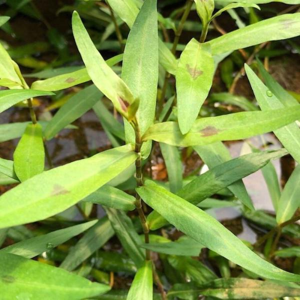 PF_SPQ　熱帯魚　アクア　アクアリウム　レイアウト　有茎(ハ行)　Polygonum　ポリゴナム　水草　後景草　赤い　all_plants　水草赤い　ポリゴナムsp.スターレッド　Persicaria　sp.　20230925　y23m...