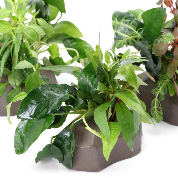 熱帯魚　金魚　メダカ　エビ　アクア　アクアリウム　レイアウト　ゼオライト　水質浄化　置くだけ　簡単　水草　ボンサイ　all_plants　初心者　グレー　20231020　HAA　y23m11　202501seitaievent02　sei...