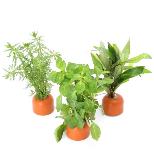 熱帯魚　水草　寄せ植え・おまかせ　おまかせ有茎草１０種　水上葉　ゼオライト　ゼオライトリング　ゼオライトストーン　置くだけ　簡単　水質浄化　アクア　アクアリウム　レイアウト　おもり付き　おもり付き水草　okudake　okudakeplan...