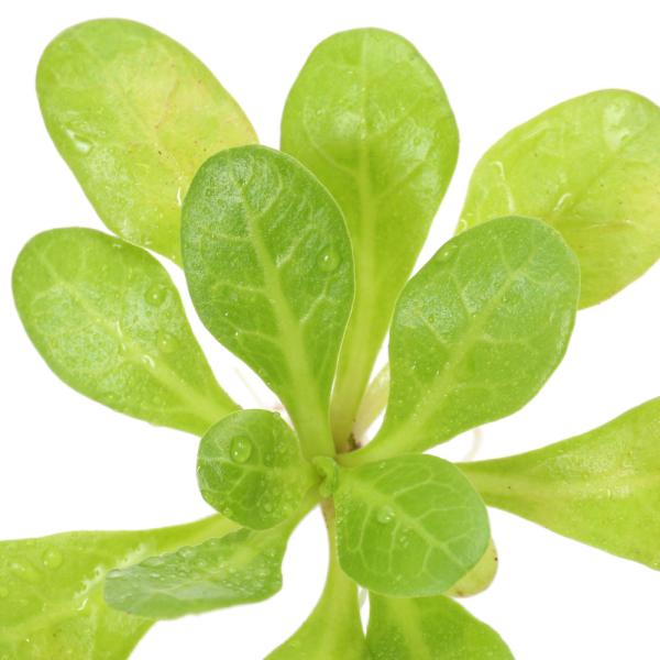 PF_SPQ　_aqua　all_plants　アクア　アクアリウム　レイアウト　水草　前景草　中景草　ワンポイント　ロゼット　ロゼット型　ウォーターローズ　Samolus　parviflours　ハイハマボッス　サクラソウ科　ハイハマボッ...