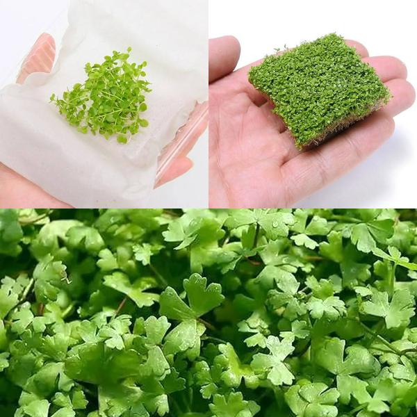 水草）前景草 3種セット（水上葉）（無農薬） （1個） : チャーム