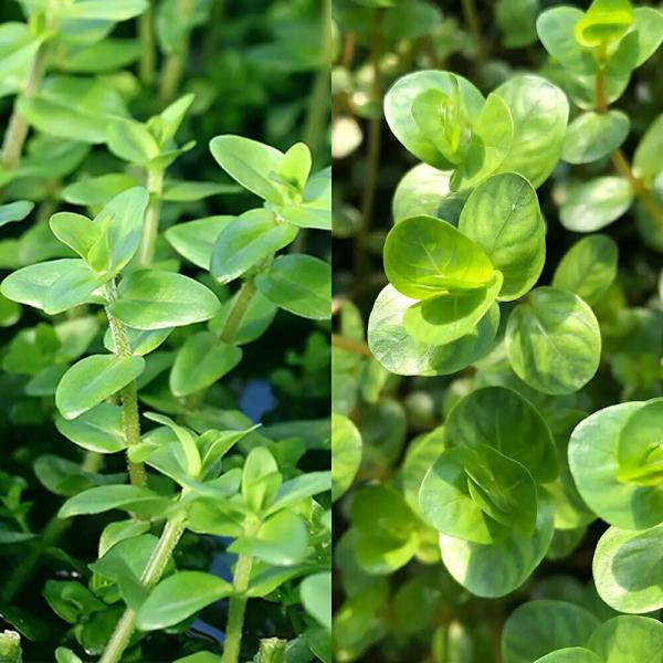 熱帯魚　水草　金魚　メダカ　レイアウト　後景槽　水上葉　有茎　グリーン　Rotala　_aqua　Bacopa　Ludwigia　バコパ　ロタラ　ロトンディ　入門種　初心者　ビギナー　20240314　greenplants　2024zen...