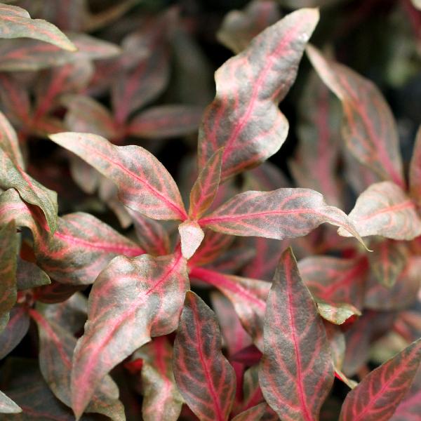 PF_SPQ　熱帯魚　_aqua　水草　後景草　赤い　アルテルナンテラレインキー斑入りAlexはこちら　all_plants　水草赤い　水上葉_アルテルナンテラ　wp_kywrd　autumn_wp　wptop3_190508　アレックス　...