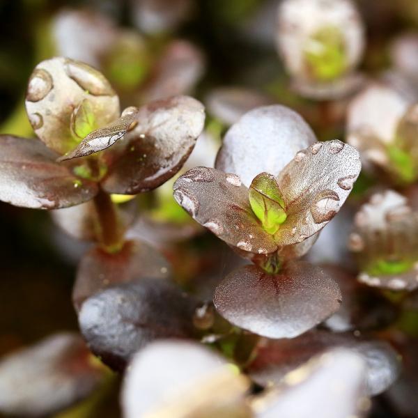水草　赤系　中景草　ゴマノハグサ科　アラグアイア　レッド　Ｓｃｒｏｐｈｕｌａｒｉａｃｅａｅ　ウキアゼナ属　Ｂａｃｏｐａ　ｓａｌｚｍａｎｎｉｉ　ｐｕｒｐｌｅ　サルツマニー　パープル　AY　20240423　2024ｚｅｎki　y24m04