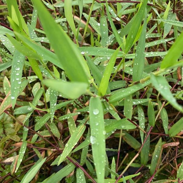 PF_SPQ　熱帯魚　_aqua　アクア　アクアリウム　レイアウト　オーストラリア　水草　後景草　横に広がる　スリナムパープル　バンブーグラス　イネ科(Poaceae)チゴザサ属(Isachne)　Isachne　sp.20240601　Y...