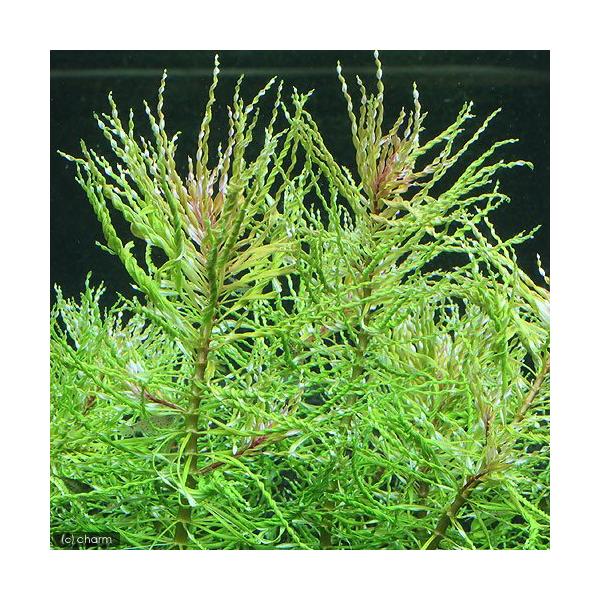 PF_SPQ　udwigia　水草　後景草　赤い　all_plants　水草赤いsdfg12　wp_kywrd　20110606　YS　インクリナータトルネード1　_aqua　kaijyo　wptop3_190410　point5wplan...