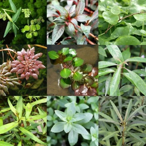 _aqua　水草　アクアリウム　ｍｉｚｕｋｕｓａ　ａｑｕａｒｉｕｍ　ｐｌａｎｔｓ　メダカ　金魚　ベタ　アクア　お手軽　簡単　おすすめ　お試し　おためし　水上葉　抽水葉　水耕　水耕栽培　観察　研究　レイアウトセット　セット　レイアウト　水草セ...