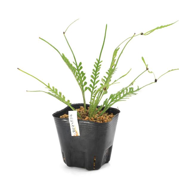 アスプレニウム　ケンゾイ　釣り鉢　おしゃれ　希少　7号 迫力あります アスプレニウム ケンゾイ 釣り鉢 おしゃれ 希少 7号 迫力あります