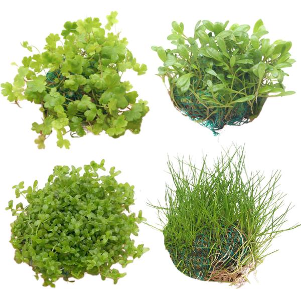 熱帯魚　水草　アクア　アクアリウム　簡単レイアウト　前景草　絨毯　草原　ボール　お勧め前景草　簡単　レイアウト　グロッソスティグマ　グロッソボール　ヘアーグラス　ヘアーグラスショート　ヘアショ―　オーストラリアンノチドメ　コブラグラス　置く...