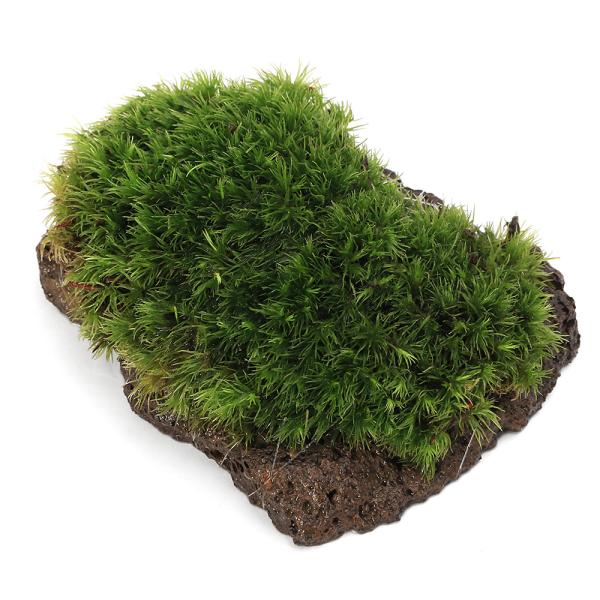 テラリウム　ビバリウム　パルダリウム　自然　ネイチャー　深山　日本　森林　森　爬虫類　カエル　イモリ　両生類　レイアウト　置くだけ　隠れ家　苔　コケ　ヤマゴケ　詫び　寂び　2025tuuki　y25m02　20250201　YH　pus25...