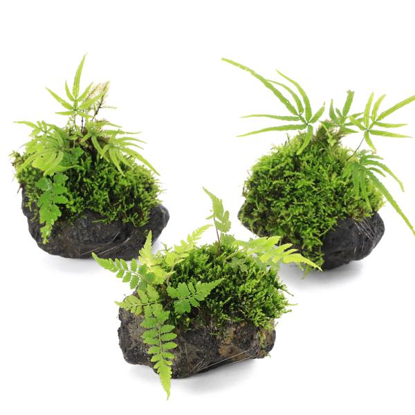 テラリウム　ビバリウム　パルダリウム　アクア　アクアリウム　深山　森林　森　爬虫類　カエル　レイアウト　置くだけ　隠れ家　苔　コケ　シダ　羊歯　癒し　詫び　寂び　2025tuuki　y25m02　20250205　YH　pus2503lea...