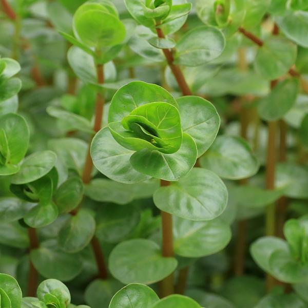 水草　中景草　アクア　アクアリウム、レイアウト　Ａｓｓａｍ　インド　Ｒｏｔａｌａ　ｒｏｔｕｎｄｉｆｏｌｉａ　ミソハギ科　Ｌｙｔｈｒａｃｅａｅ　キカシグサ属2025tuuki　AK　y25m07　20250707