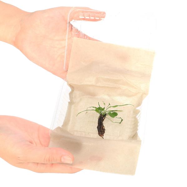 ビバリウム　アクアテラリウム　テラリウム　パルダリウム　水草　着生シダ　gardening　山野草　観葉植物　園芸　ガーデニング　Ａｓｐｌｅｎｉｕｍ　ｒｕｐｒｅｃｈｔｉｉ　アスプレニウム　20250906　YH　植物　植物生体　ガーデニング...