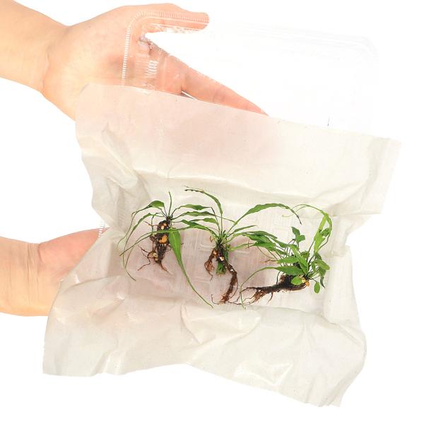 ビバリウム　アクアテラリウム　テラリウム　パルダリウム　水草　着生シダ　gardening　山野草　観葉植物　園芸　ガーデニング　Ａｓｐｌｅｎｉｕｍ　ｒｕｐｒｅｃｈｔｉｉ　アスプレニウム　20250906　YH　植物　植物生体　ガーデニング...