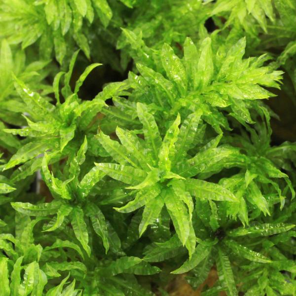 熱帯魚　水草　両生類　爬虫類　コケ（モス類）　テラ　コケテラ　テラリウム　アクア　アクアリウム　ボトル　ボトリウム　レイアウト　チョウチンゴケ　ナミガタチョウチンゴケ　Ｐｌａｇｉｏｍｎｉｕｍ　ｃｏｎｆｅｒｔｉｄｅｎｓ　all_plants　...