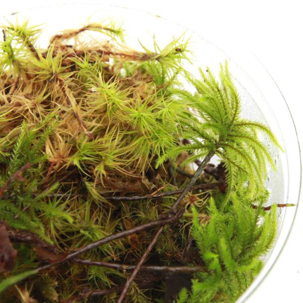 terarium　_kame　_gardening　コケシリーズ　ガーデニング　観葉植物　苔　all_plants　両爬向き植物　盆栽　ビバリウム　アクアテラリウム　テラリウム　パルダリウム　シノブゴケ　ハイゴケ　コウヤノマンネングサ　コツ...