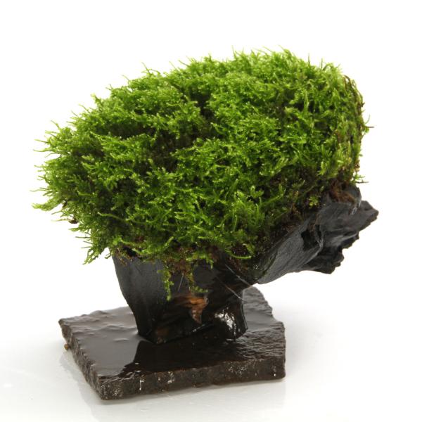 テラリウム）一点物 苔付き 流木（434742）（無農薬）（1個