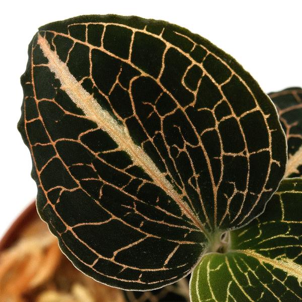 paludariumplants　パルダリウム　テラリウム　PF_SPQ　観葉植物　園芸　ガーデニング　ビバリウム　アクアテラリウム　ジュエルオーキッド　宝石蘭　宝石ラン　juwel　orchid　Anoectochilus　熱帯植物　テラ...