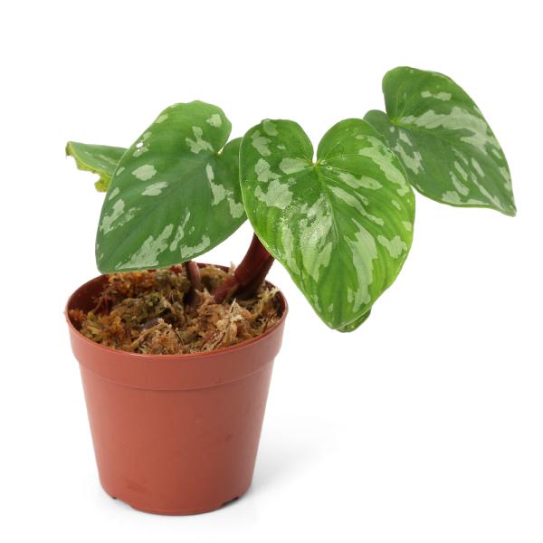 や*は様 TGK Homalomena 1万スタート！！ テラリウム）一点物 ホマロメナsp．フロッグ（435790）（1