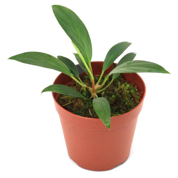 テラリウム）一点物 ホマロメナsp．グリーン Sumatera