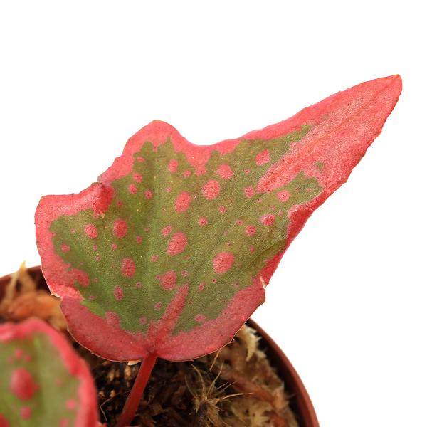 PF_SPQ　観葉　ガーデニング　ビバリウム　アクアテラリウム　パルダリウム　熱帯植物　ベゴニア　テラリウム　木立ベゴニア　根茎性ベゴニア　Begonia　HYB　amphioxus　x　crazypink　all_plants　proge...