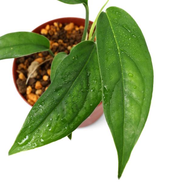 PF_SPQ　観葉植物　園芸　ガーデニング　ビバリウム　アクアテラリウム　パルダリウム　サトイモ　原種　熱帯植物　サトイモ科モンステラ属　サトイモ科ホウライチョウ属　Monstera　progenitorplant　terrariumpla...