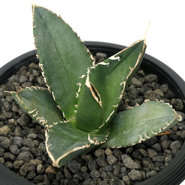 チャーム（ペット） （観葉植物）一点物 アガベ チタノタ 立可白