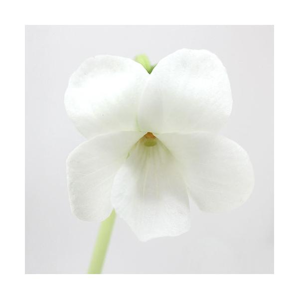 iR쑐jX~i俁jԃELERX~iԗ俁jQDT`RiP|bgjixԁj