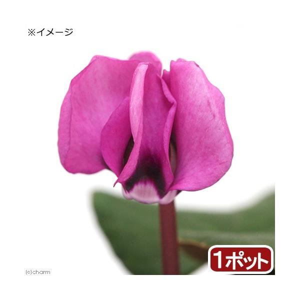 iR쑐jVN@RE@QDT`RiP|bgjixԁj