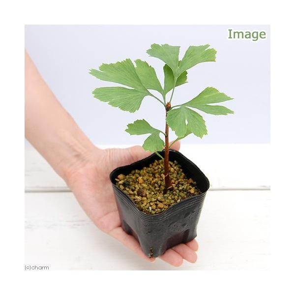 iR쑐j~́@C`E̕ciǁjQDT@YʖiP|bgjixԁj