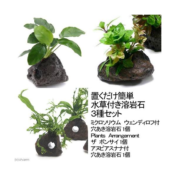 ijuȒP@tn΂RZbgi~NEAkrAXELsjitj